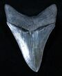 Gorgeous Serrated Inch Megalodon Tooth #3316-2